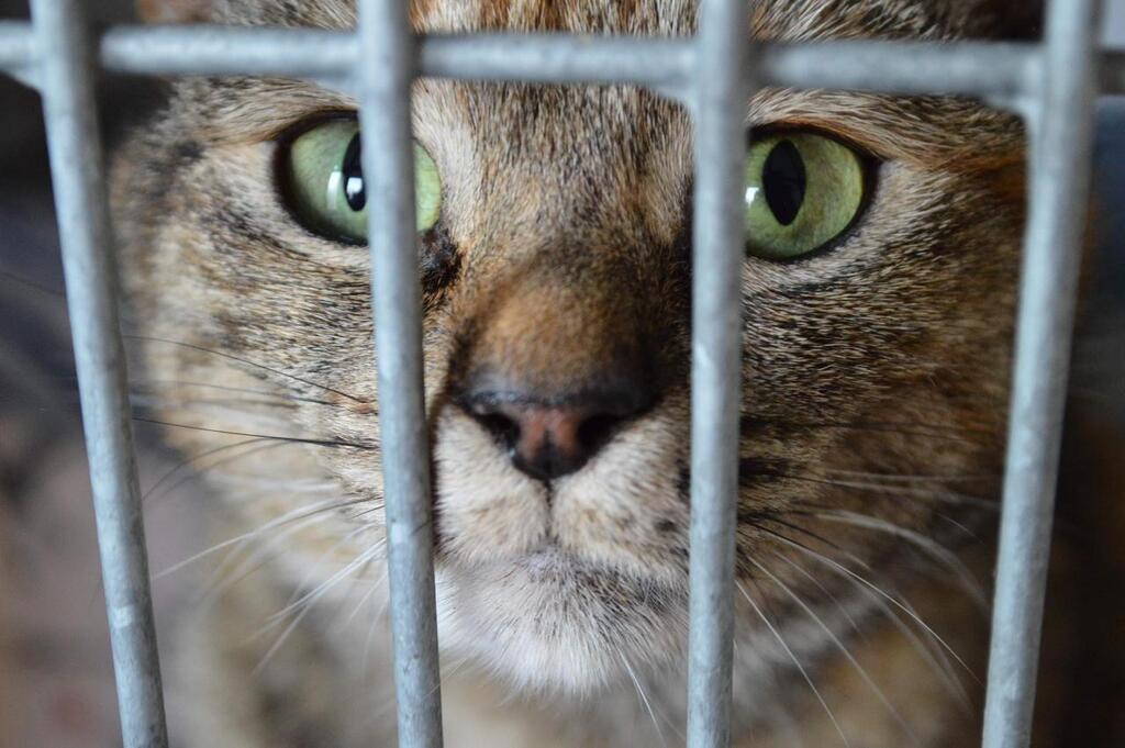 Brest. Les refuges pour chats de l Arche de No vont d m nager