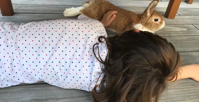 photo  albane, 8 ans, s’inquiète pour son lapin caramel face au covid-19.  &copy;  photo le maine libre 