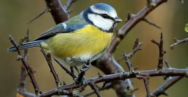 photo  une mésange.  &copy;  archives ouest-france 