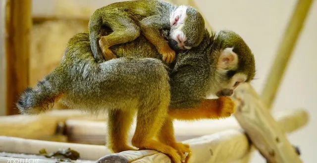photo  glue, sa maman, a donné naissance à ce petit saïmiri cet hiver.  &copy;  zoo de la flèche 