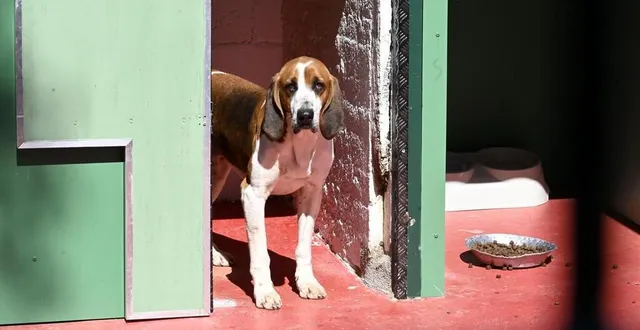 photo  onze chiens de chasse ont été retrouvés amaigris. (photo d’illustration)  &copy;  thierry creux / ouest-france 