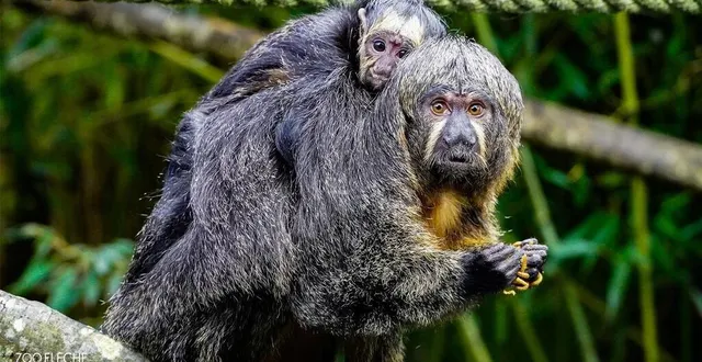photo  le zoo de la flèche annonce, ce mardi 25 janvier 2022, la naissance d’un saki à face blanche.  &copy;  zoo de la flèche 