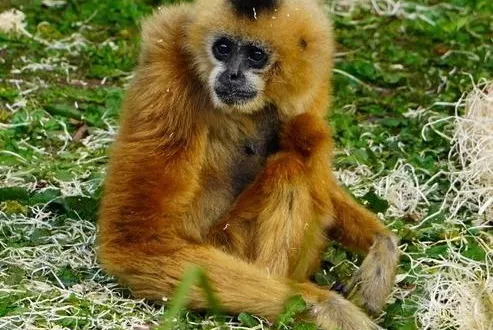 photo  agée de 40 ans, yala était doyenne du zoo de la flèche.  &copy;  zoo de la flèche 