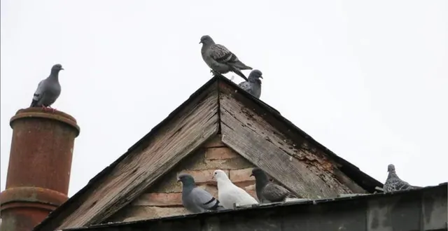 photo  les pigeons sont très nombreux à sablé-sur-sarthe, notamment sur les toits et dans les combles. photo d’illustration.  &copy;  archives ouest-france 