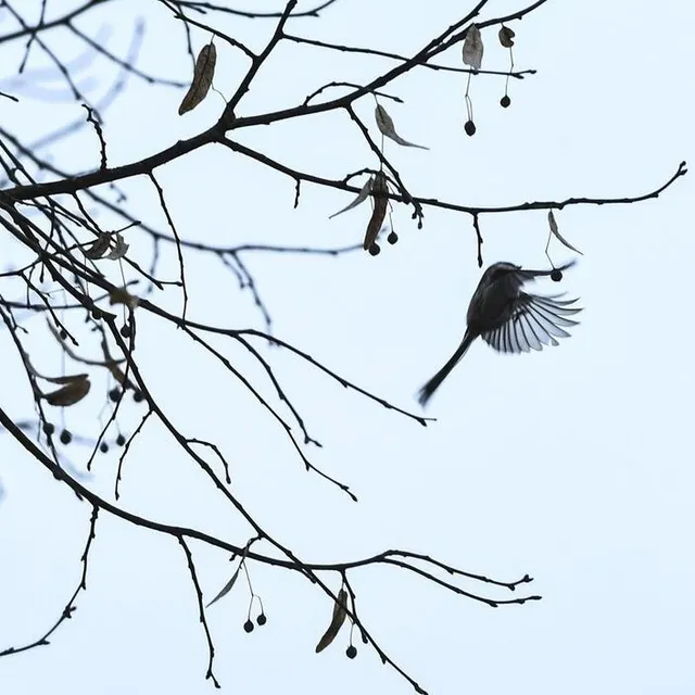 photo une mésange à longue queue.  ©  le maine libre – denis lambert