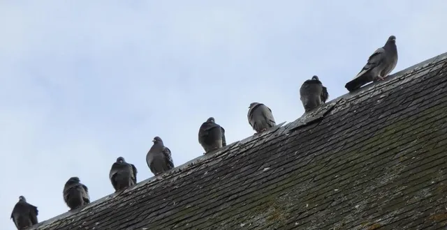 photo  la ville de sablé-sur-sarthe souhaite lutter contre la prolifération massive des pigeons biset.  &copy;  archives le maine libre 