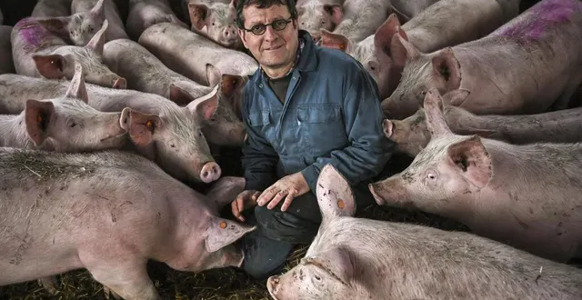 photo  auvers-le-hamon (sarthe), vendredi 14 janvier 2022. benoit ragaigne élève des porcs fermiers cénomans depuis 1994. pendant plus de 180 jours, les porcs évoluent sur un lit de paille, dans une soue semi-ouverte avec 2,60 m² d’espace par animal.  &copy;  le maine libre – denis lambert 