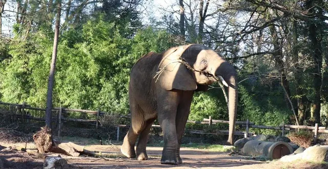 photo  au zoo de la flèche, l’éléphant boten mange l’écorce et les feuilles des branchages.  &copy;  ouest-france 