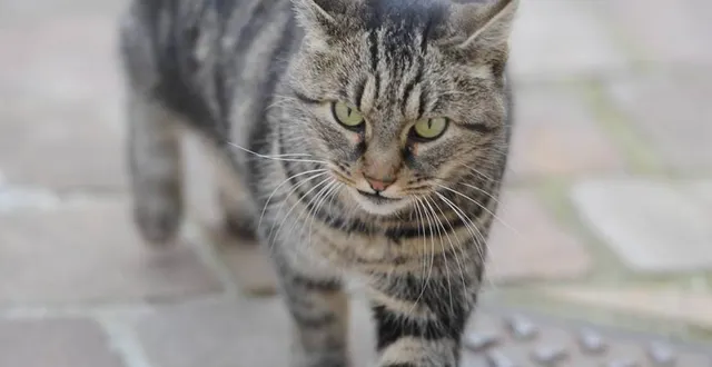 photo  attention aux chats errants.  &copy;  photo archives ml 