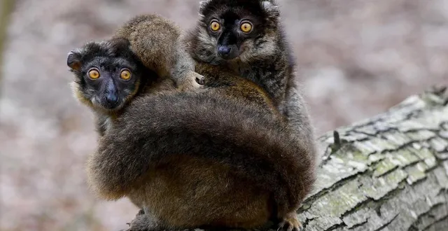 photo  le breil-sur-mérize, mercredi 2 f vrier 2022. l’an dernier, l’enclos des lémuriens avait été agrandi. avec le froid, les lémuriens bruns très sociables et curieux, se mettent en boule.  &copy;  le maine libre – yvon loue 