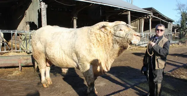 photo  pascal langevin et le taureau océan, 4 ans, qui affiche un poids d’environ 1 500 kg.  &copy;  le maine libre 