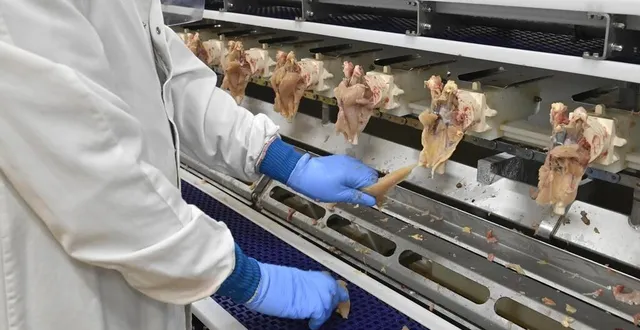 photo  la société de volailles normandes (snv) à la chapelle-d'andaine, dans l’orne, abat 350 000 poulets jaunes chaque semaine.  &copy;  archives ouest-france 