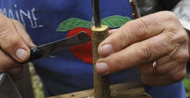 photo  dimanche à la flèche, les croqueurs de pommes maine et perche organisent une bourse aux greffons sur le marché.  &copy;  archives le maine libre 