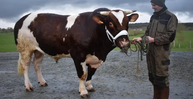 photo  prince, qui a déjà, sur le domaine, une trentaine de descendants.  &copy;  le maine libre 