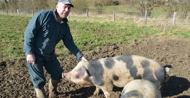 photo  depuis 2017, à saint-ouen-de-sécherouvre, jérôme lepoivre élève cette race en voie d’extinction, le cochon de bayeux.  &copy;  ouest-france 