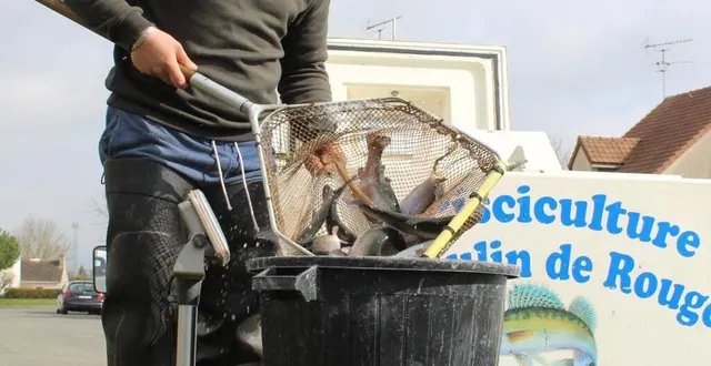 photo  130 kg de truites ont été déversés dans le plan d’eau jeudi  &copy;  le maine libre 