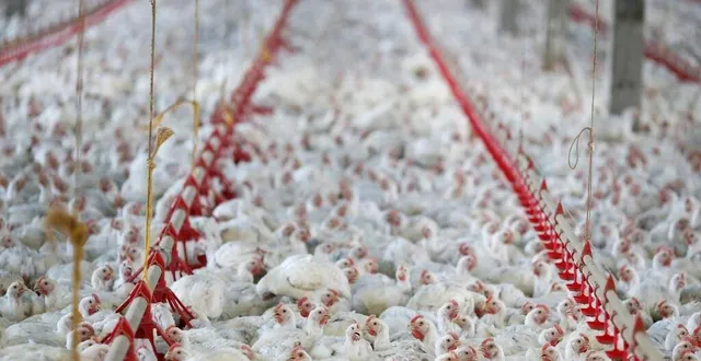 photo  l214 se mobilise pour une sortie de l’élevage intensif avec une nouvelle vidéo tournée en sarthe. photo d’illustration.  &copy;  reuters 