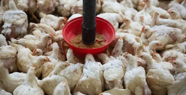 photo  l’association l214 dénonce l’élevage intensif dans une nouvelle video.  &copy;  l214 