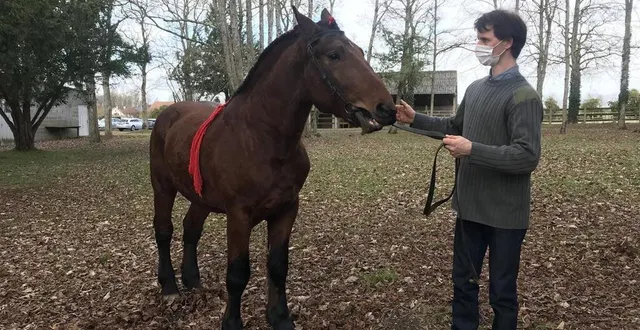 photo  jean-boris bois, éleveur à sainte-opportune, présentera ses cobs normands.  &copy;  ouest-france 