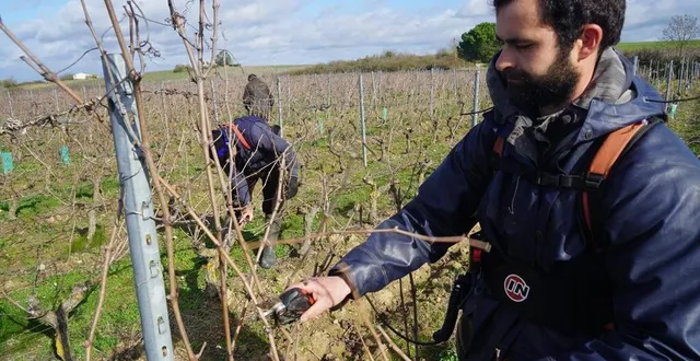 photo  « ce qu’on aime dans ce métier, c’est la diversité du travail qui permettra à la vigne de donner du bon vin. on fait de la taille, de l’ébourgeonnage, de la conduite d’engins, de la récolte. c’est physique mais on est au grand air. » pierre, andré-gilles et alexis, salariés du domaine des barres, à saint-aubin-de-luigné.  &copy;  ouest-france 
