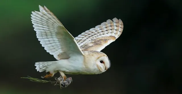 photo  jusqu’en 2023, les communes tentent de documenter et de sensibiliser aux enjeux de la biodiversité.  &copy;  bob brewere 