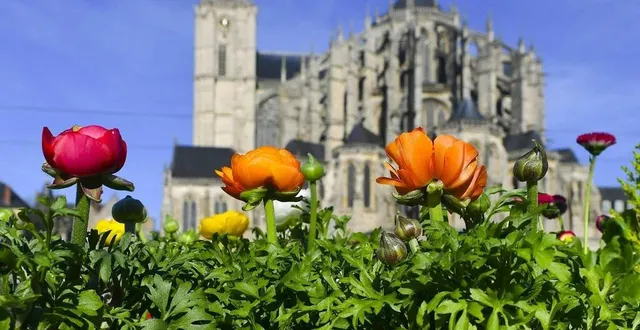 photo  certaines fleurs sont déjà ouvertes en cette fin d’hiver au mans.  &copy;  archives le maine libre 