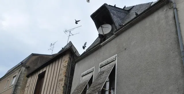 photo  dans le centre ancien de sablé, les pigeons s’installent dans les greniers. la ville, avec l’aide de lionel goyeau, veut lutter contre ces « squats sauvages ».  &copy;  le maine libre 