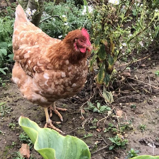 photo la poule rousse caramel est très sociable.  ©  ouest-france