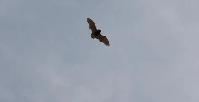 photo  la chauve-souris : elle sera au cœur d’une rencontre le mercredi 23 mars.  &copy;  parc naturel régional normandie-maine 