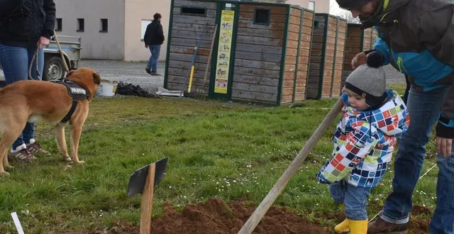 photo  louis participe avec détermination à la plantation de l'arbre dont il est le parrain.  &copy;  le maine libre 