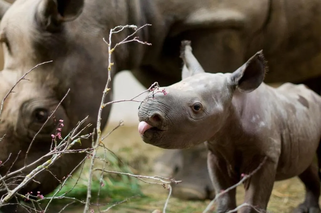 MaineetLoire. Le Bioparc annonce la naissance de Kinna, un bébé rhinocéros