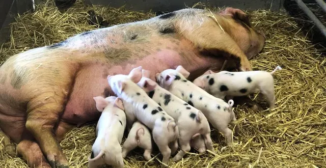 photo  le mans, vendredi 18 mars 2022. à la maison de la prairie, rosie, une truie bayeux, a donné naissance à sept porcelets le 7 mars dernier.  &copy;  le maine libre 