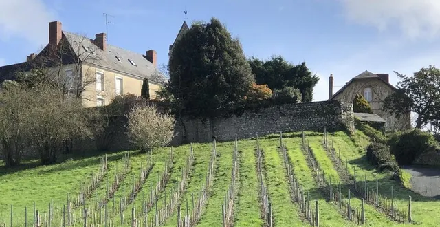 photo  600 pieds de vigne occupent la parcelle sur le coteau de juigné-sur-sarthe.  &copy;  ouest-france 