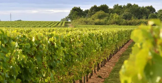 photo  le tourisme dans les domaines viticoles a repris, surtout depuis l’été 2021.  &copy;  ouest france / franck dubray 