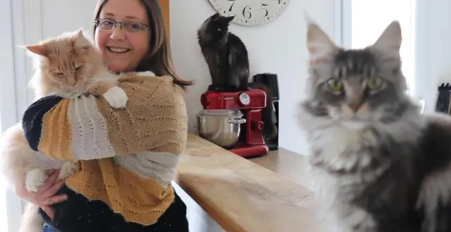 photo  ellen gachot a créé l’élevage des dix chatoux nés, à thorée-les-pins, en mai 2020.  &copy;  ouest-france 