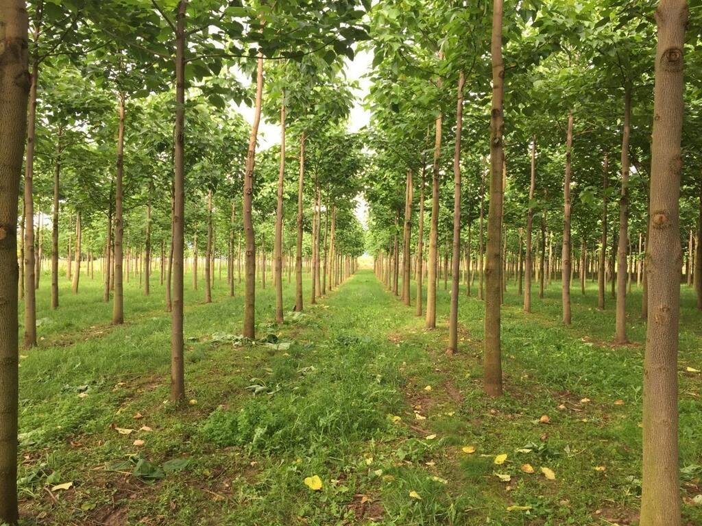 En Bretagne, ils vendent des arbres qui poussent vite et aspirent 10 fois  plus de CO2 que les 
