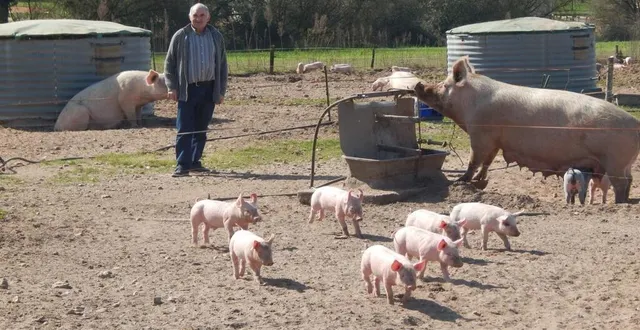 photo  yves renaud, président de l’association comice agricole, a travaillé durant 37 années en tant qu’agriculteur et élève entre autres des petits cochons et truies label bio.  &copy;  le maine libre 