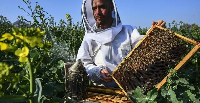 photo  la chapelle-saint-aubin, vendredi 25 mars 2022. hubert, passionné par les abeilles depuis longtemps, a décidé de devenir apiculteur professionnel.  &copy;  photo le maine libre-denis lambert 