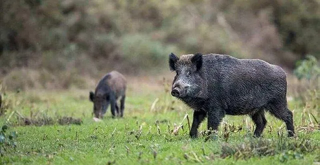 photo  les sangliers, en surnombre, prolifèrent dans le sud du perche.  &copy;  archives ouest-france 