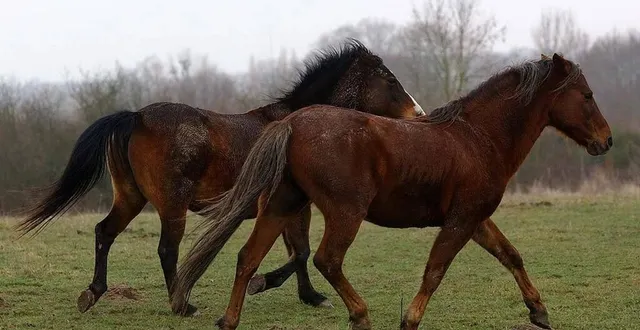 photo  une journée nature et poney.  &copy;  archives le maine libre – denis lambert 