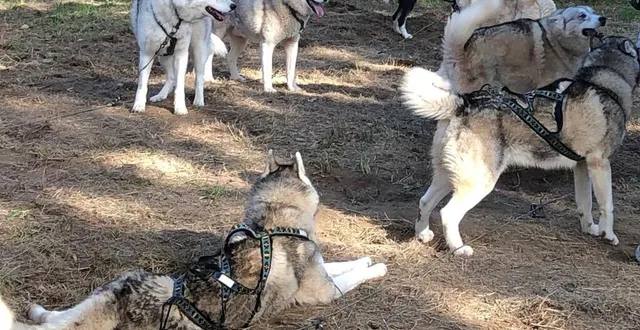photo  la cani-rando avec husky d’anjou ouvre le programme des p’tites pépites printanières.  &copy;  archives co 