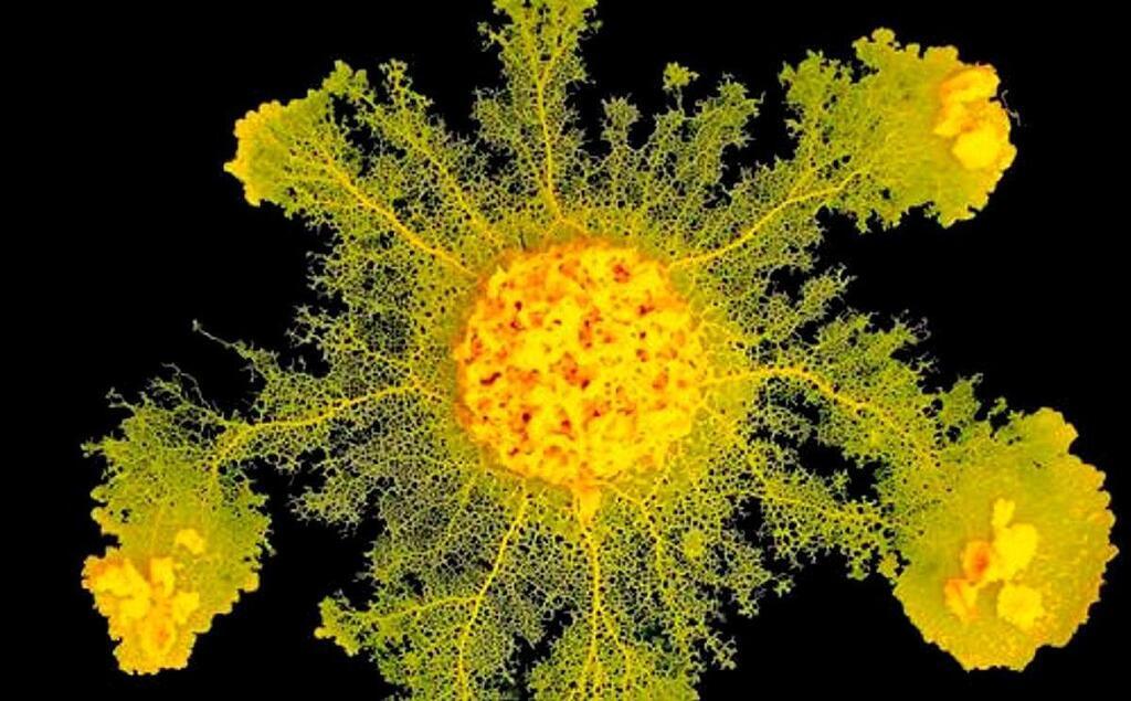 Biologie : Comment le blob, un organisme unicellulaire (presque