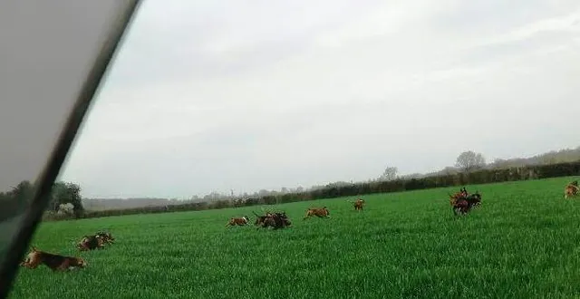 photo  une partie de la meute de l’équipage kermaingant sur une parcelle de l’agriculteur guy mariette.  &copy;  dr 