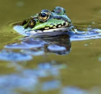 photo  les participants pourront par exemple guetter la présence de grenouilles dans les points d’eau proches de chez eux.  &copy;  pnr 