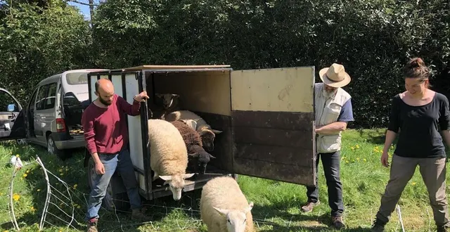 photo  joseph robert, christian lecellier et marie de crécy se sont chargés de préparer l’arrivée des agnelles au mont de cerisy.  &copy;  ouest-france 