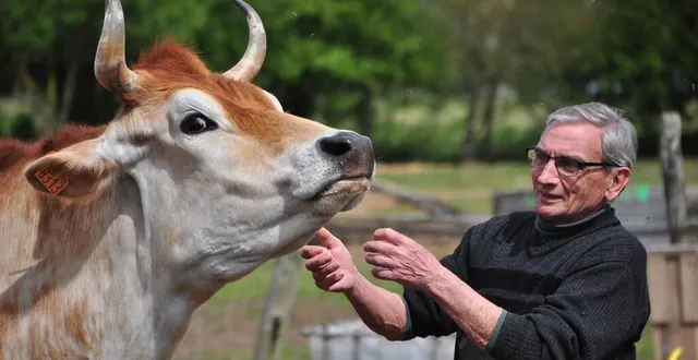photo  joël mahé, ici avec mistral, un bœuf jersiais, attend les visiteurs dimanche au refuge animalier des crins verts.  &copy;  le maine libre 