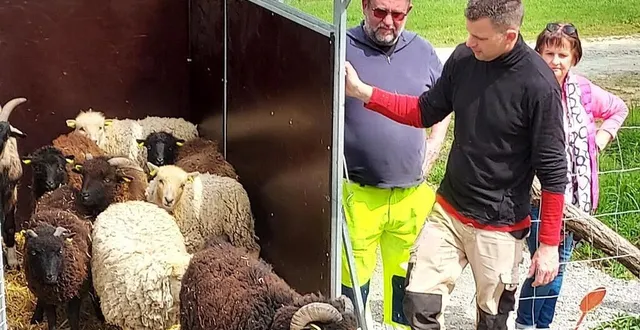 photo  l’appel de l’herbe verte a fait taire le bêlement des ovins enfermés dans le van. deux chèvres des fossés, 12 moutons d’ouessant et cinq agneaux, âgés d’un à trois semaines, constituent le troupeau.  &copy;  ouest-france 