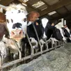 photo à la ferme de la noë, à tanques, blandine et thomas graindorge élèvent 150 vaches laitières.