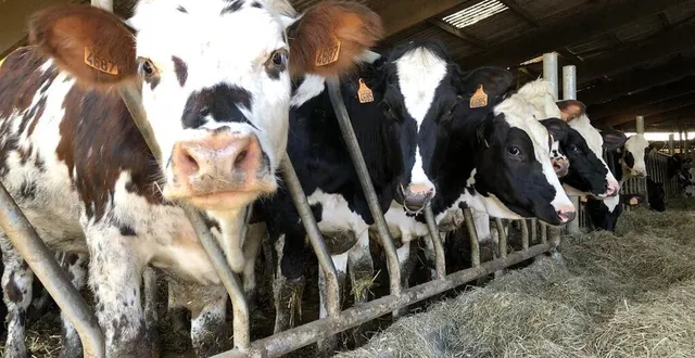 photo  à la ferme de la noë, à tanques, blandine et thomas graindorge élèvent 150 vaches laitières.  &copy;  ouest-france 