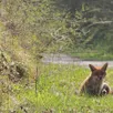 photo un jeune renard en bordure de route, qui doit inciter les automobilistes à être prudents.